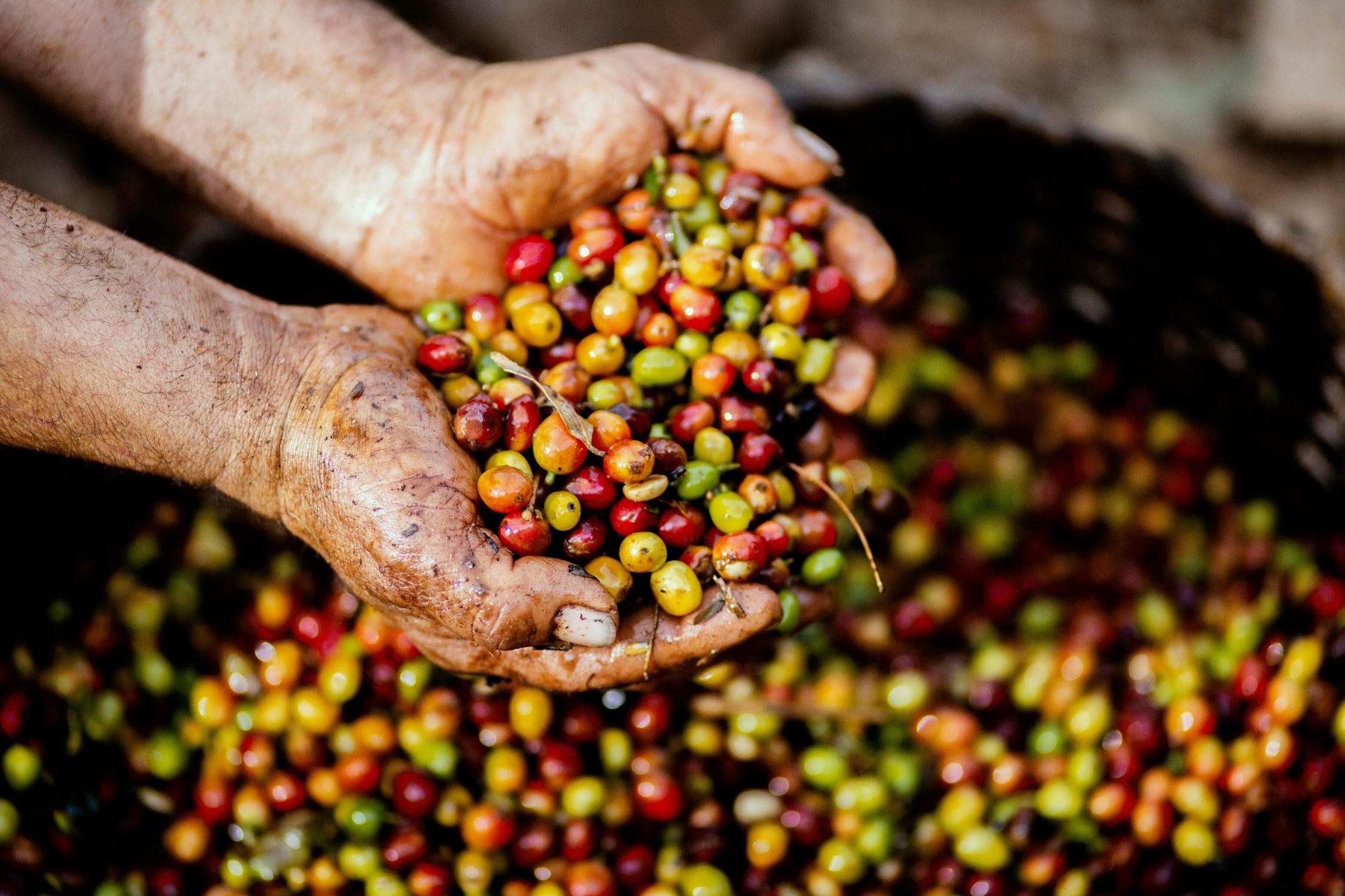 Granos de café orgánico