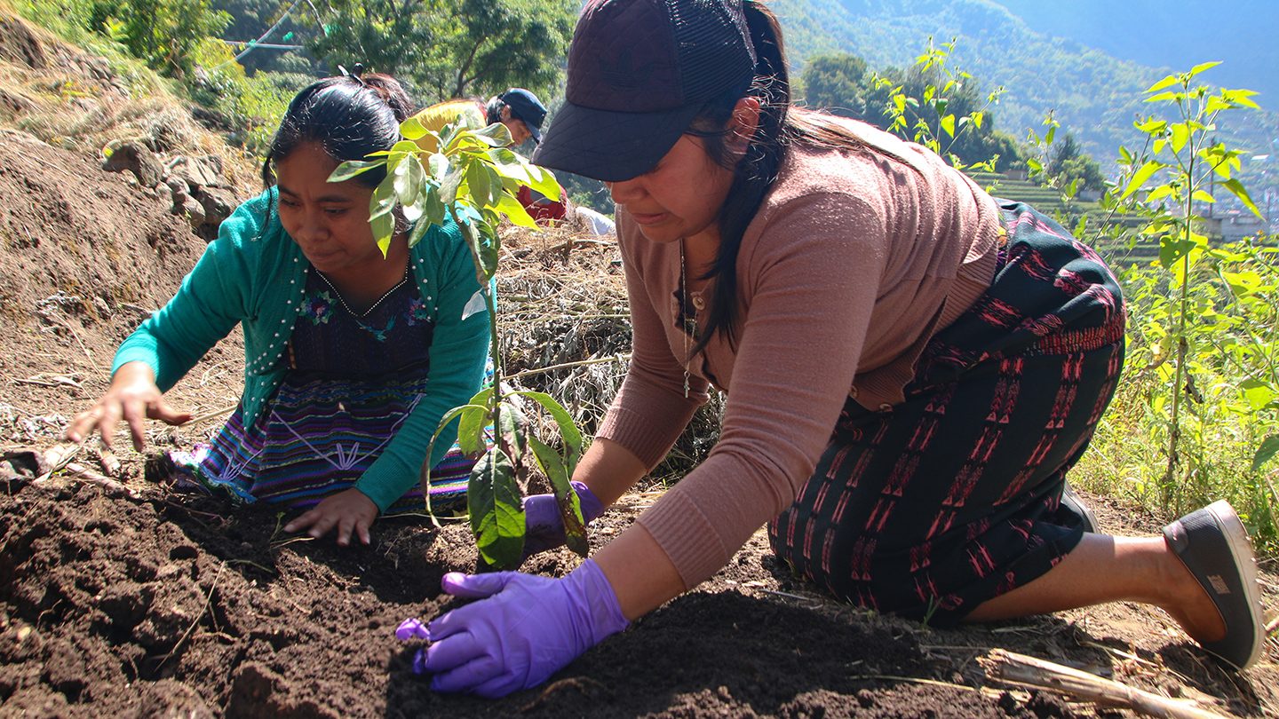 Two women in Guatemala plant a young tree together, practicing traditional Maya farming techniques to build climate resilience.