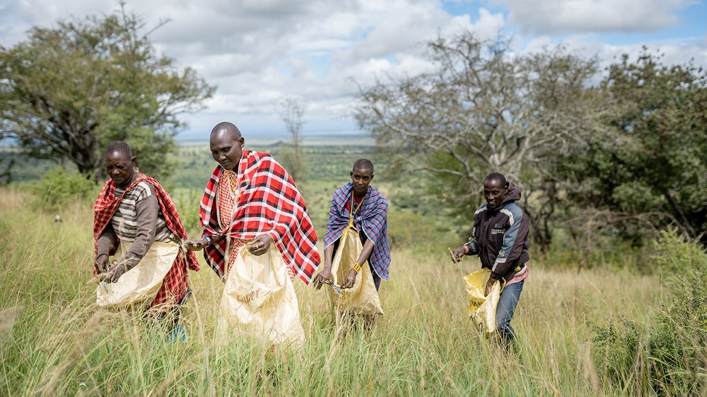 A group of people in traditional Maasai attire gather seeds in a grassy field in Loiborsiret, Tanzania, participating in a community-led conservation activity.