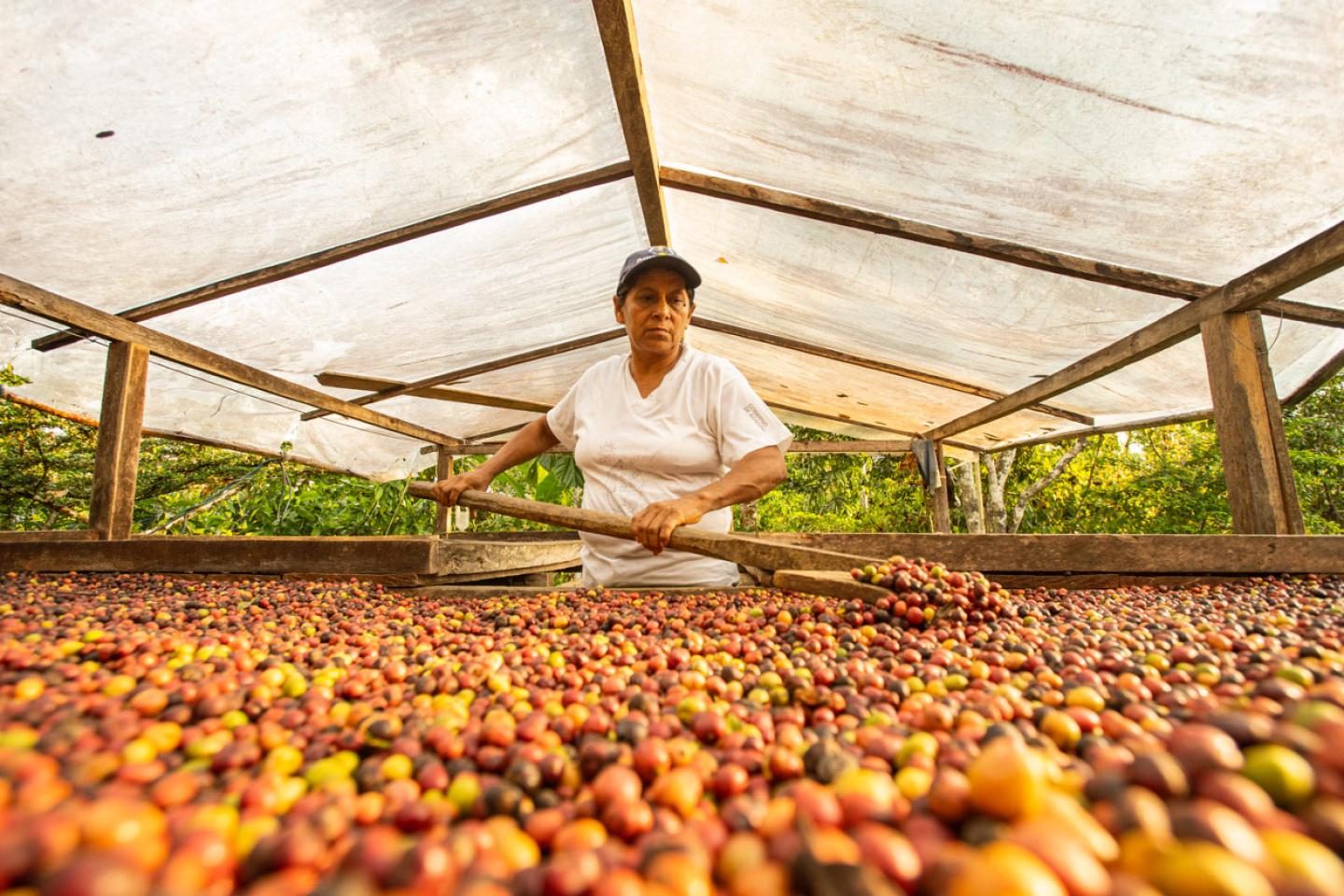 Coffee depends on healthy forests to maintain the climate conditions needed for quality beans. Photo: ProAmazonia Sustainable coffee in the Amazon, Ecuador