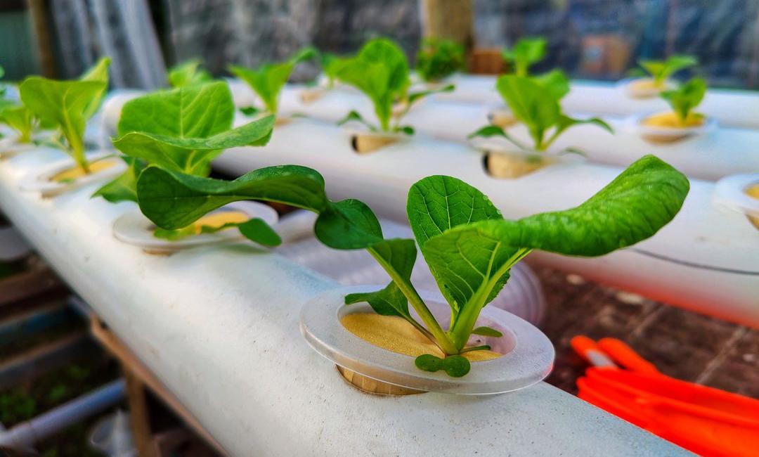 Lettuce growing in a PVC pipe.