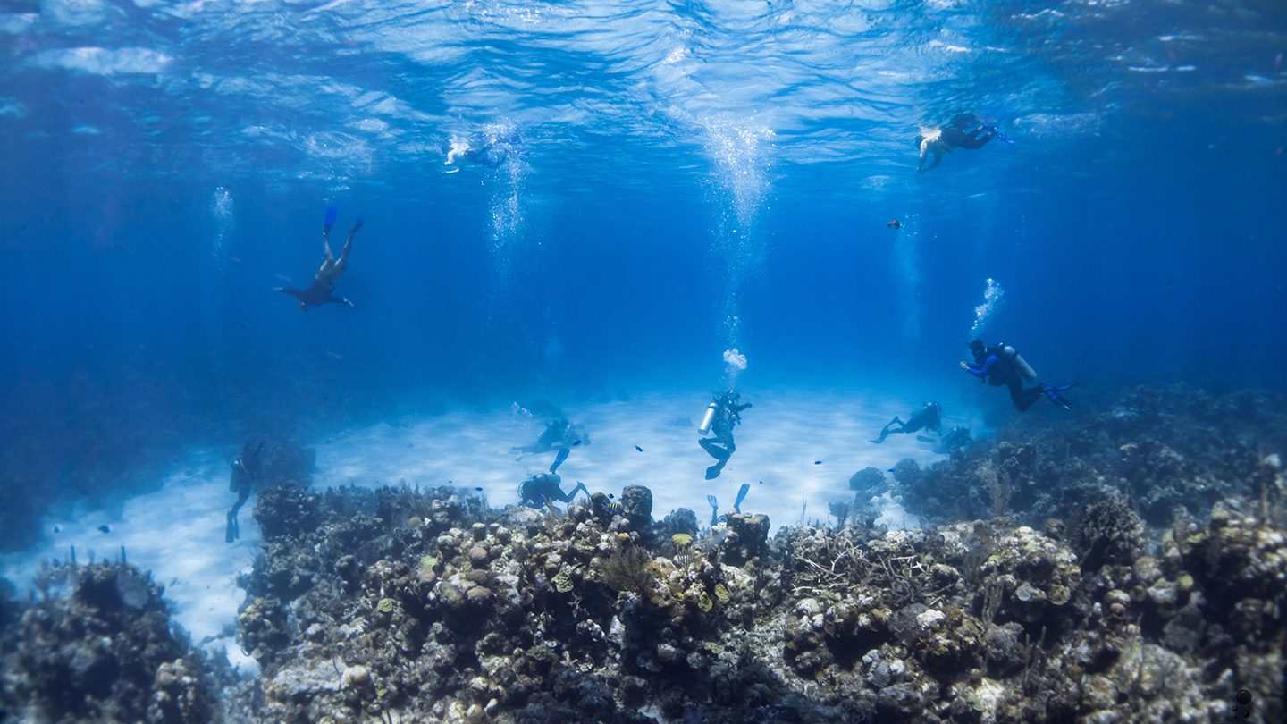  A group of scuba divers work underwater to restore coral reefs, surrounded by clear blue water and marine life.