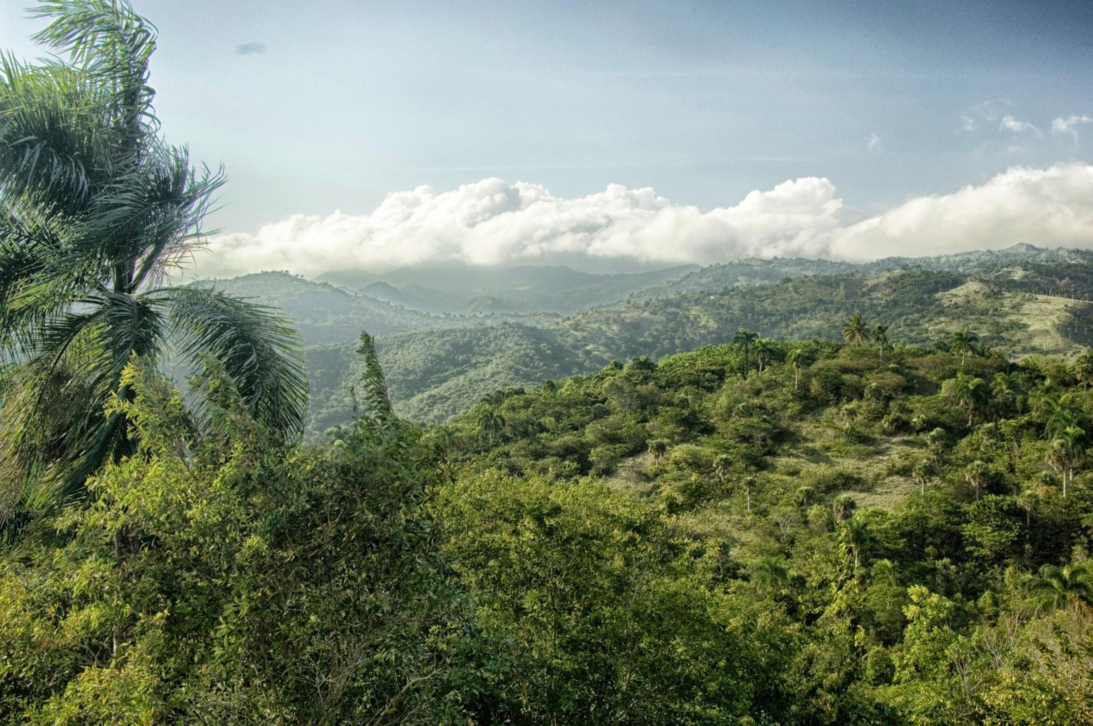 Vista aérea de un paisaje forestal en la República Dominicana