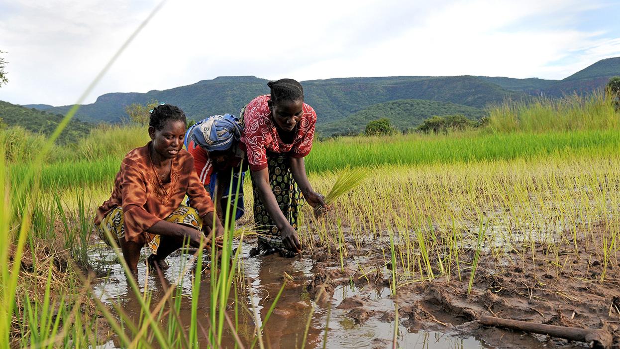 Une femme cultivant du riz en Zambie