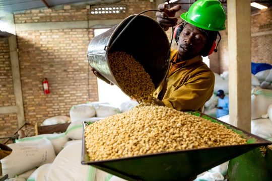 Worker wearing protective gear pours coffee beans into a processing machine inside a storage facility.