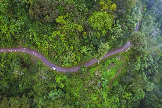 A forest in Sao Tome and Principe