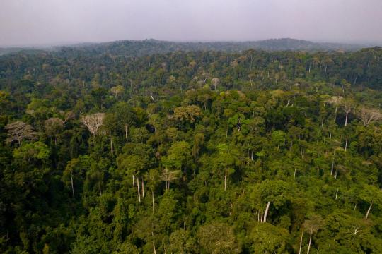 Kakum National Park, Cape Coast, Ghana. Photo: AdobeStock Kakum National Park, Cape Coast, Ghana
