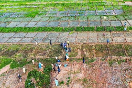Agricultores en un campo en Nigeria