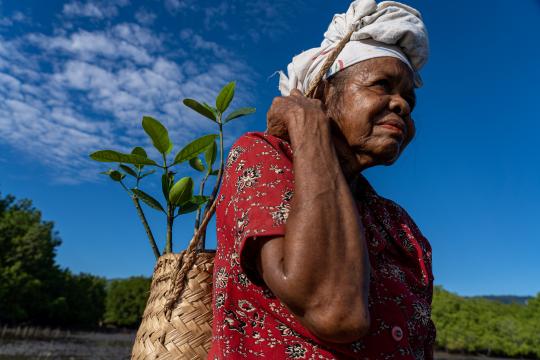 Une femme âgée qui marche en transportant un plant d'arbre dans son sac