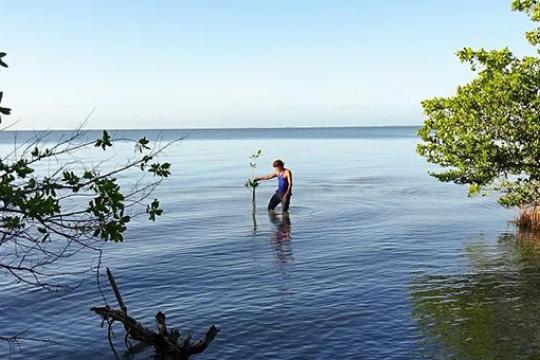 UNDP Cuba Mangrove Adaptation
