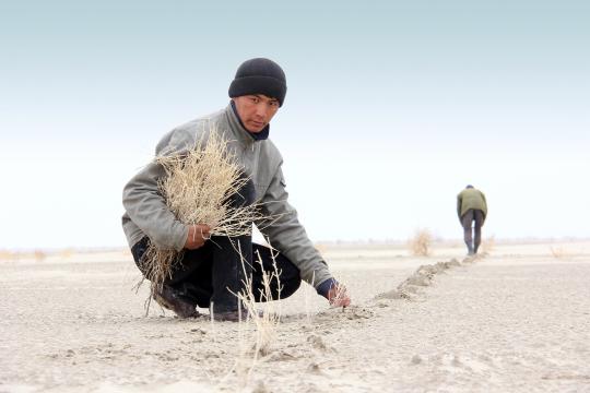 Photo: UNDP Uzbekistan Man planting saxaul in the Aral Sea desert