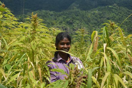 A farmer works in the Aadhimalai fields within the Niligri Biosphere Reserve in southern India. Photo: Aadhimalai Pazhangudiyinar Producer Company Limited A farmer works in the Aadhimalai fields within the Niligri Biosphere Reserve in southern India.