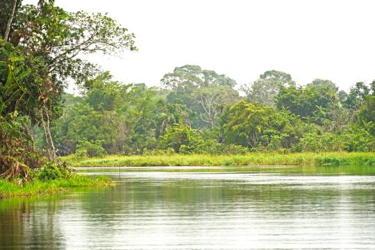 A forest in the Republic of Congo