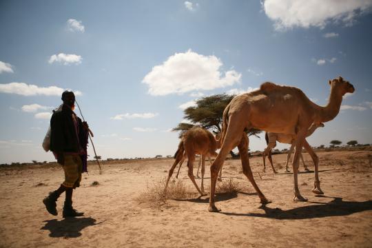 Photo: UNDP Somalia Man herds camels in Somalia