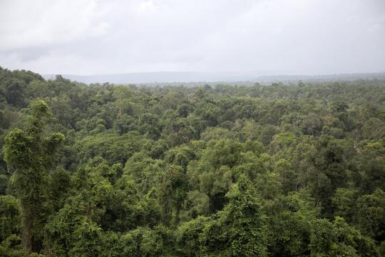 Forest cover, Koh Krong Province, Cambodia