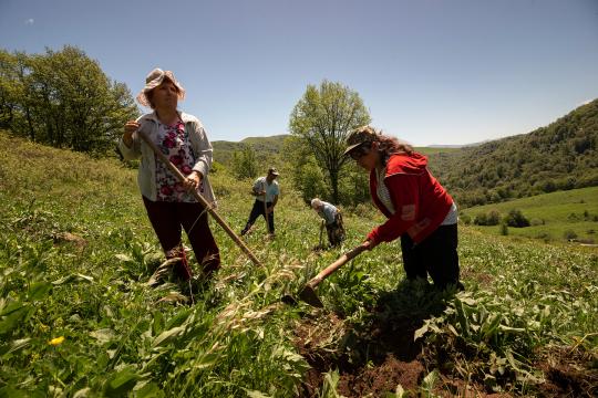 People working in fields in Armenia