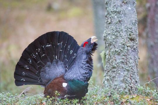 Photo: Alexander Kozulin / UNDP Belarus Belarus wetlands native bird