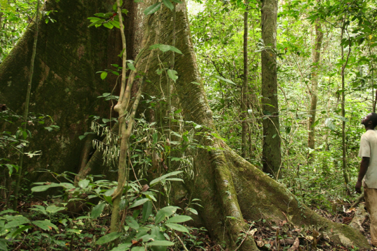 A man standing by a giant tree in a forest in Gabon
