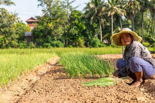 Photo: Kimheang Tuon/UNDP Cambodia Cambodian farmer crouches in her field next to a row of carefully planted immature plants.