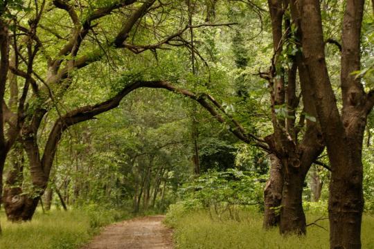 Forest in Georgia