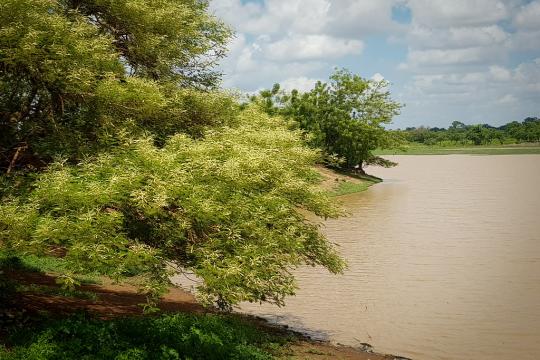 A lake and a tree in northern Ghana