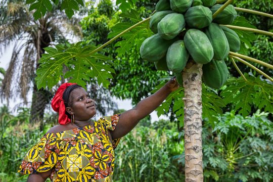 Woman inspecting ripe papayas on a fruit tree in Guinea-Bissau, standing among lush vegetation in a rural farming area.