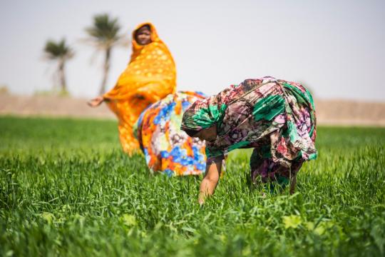 Photo: UNDP Sudan Women in the field in Sudan