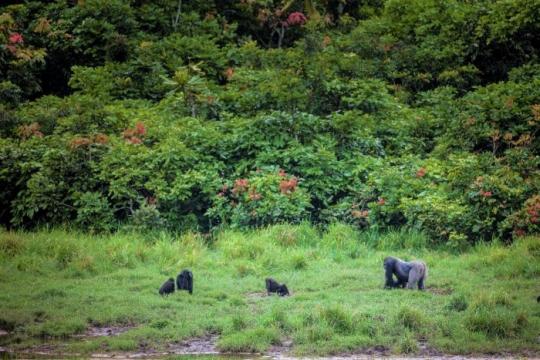 Western lowland gorillas at Langoue Bai in the Ivindo national park. 