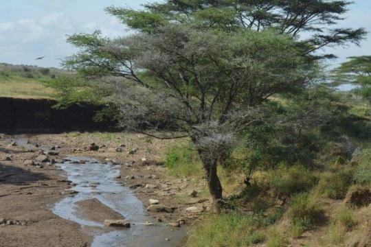 A drying stream in Moroto, North Eastern Uganda. A drying stream in Moroto, North Eastern Uganda.