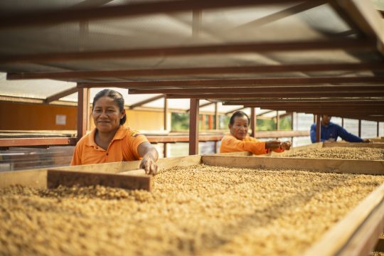 Local coffee producers in Ecuador harvesting coffee beans