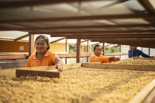 CAfé sostenible en Ecuador