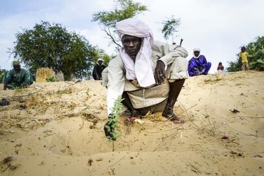A man planting a tree in Chad