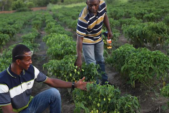Photo: Open Ghana Two men in an agricultural field examining the growing pepper crop.