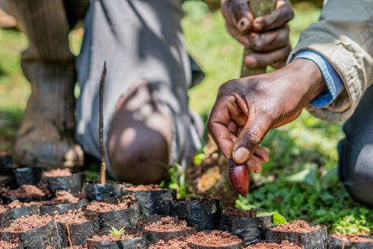 Planting seeds in Kenya