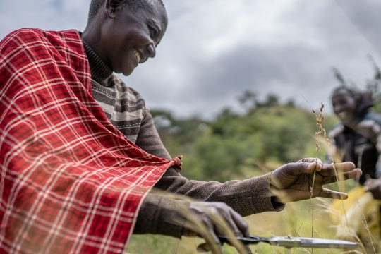 A smiling Maasai man, dressed in traditional red plaid, cuts grass to collect seeds as part of a conservation effort in Loiborsiret, Tanzania.