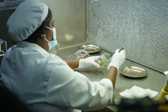 A woman wearing a face mask is working in a laboratory in Sri Lanka