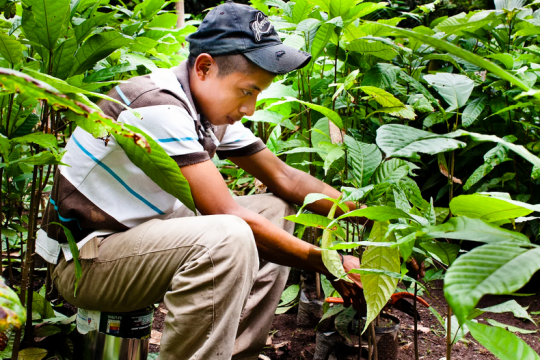 UNDP Guatemala/Caroline Trutmann Person planting trees
