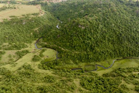 Forêt Kenya