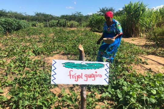 mujer en cultivo de frijol guajiro en Colombia