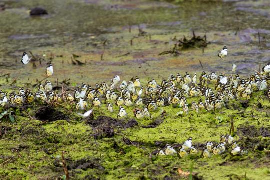 Butterflies, Lake Mburo National Park, Uganda, Africa
