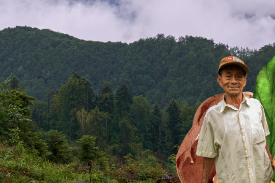 Café libre de déforestation