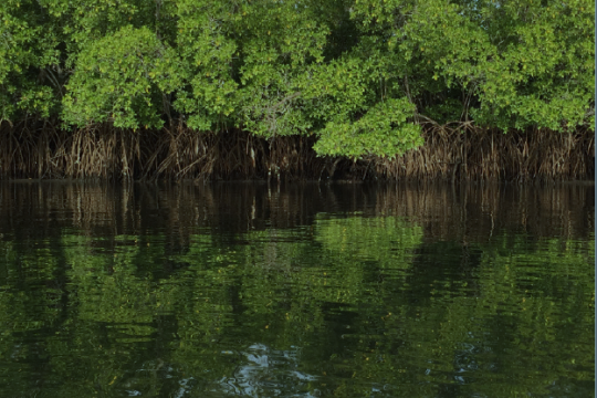 Nature-based Solutions for NDCs Pathway Framework