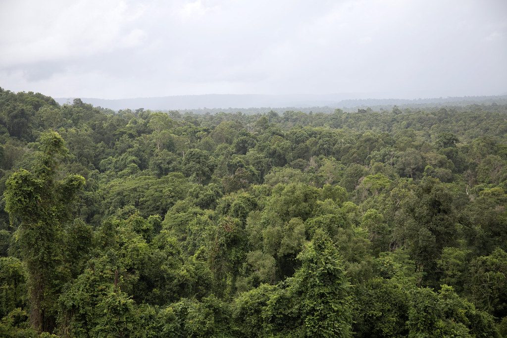 Forest cover, Koh Krong Province, Cambodia