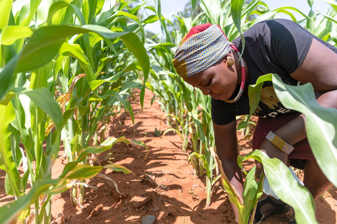 A farmer tends crops in a green field, inspecting plants and soil under bright sunlight.