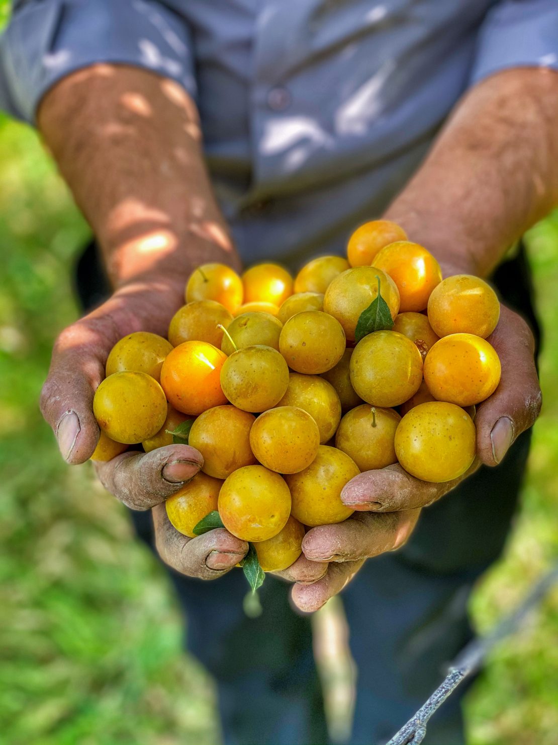 Farmer holding produce.