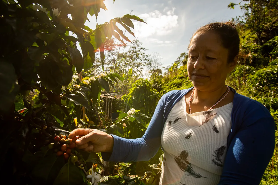 UNDP Lavazza deforestation free coffee