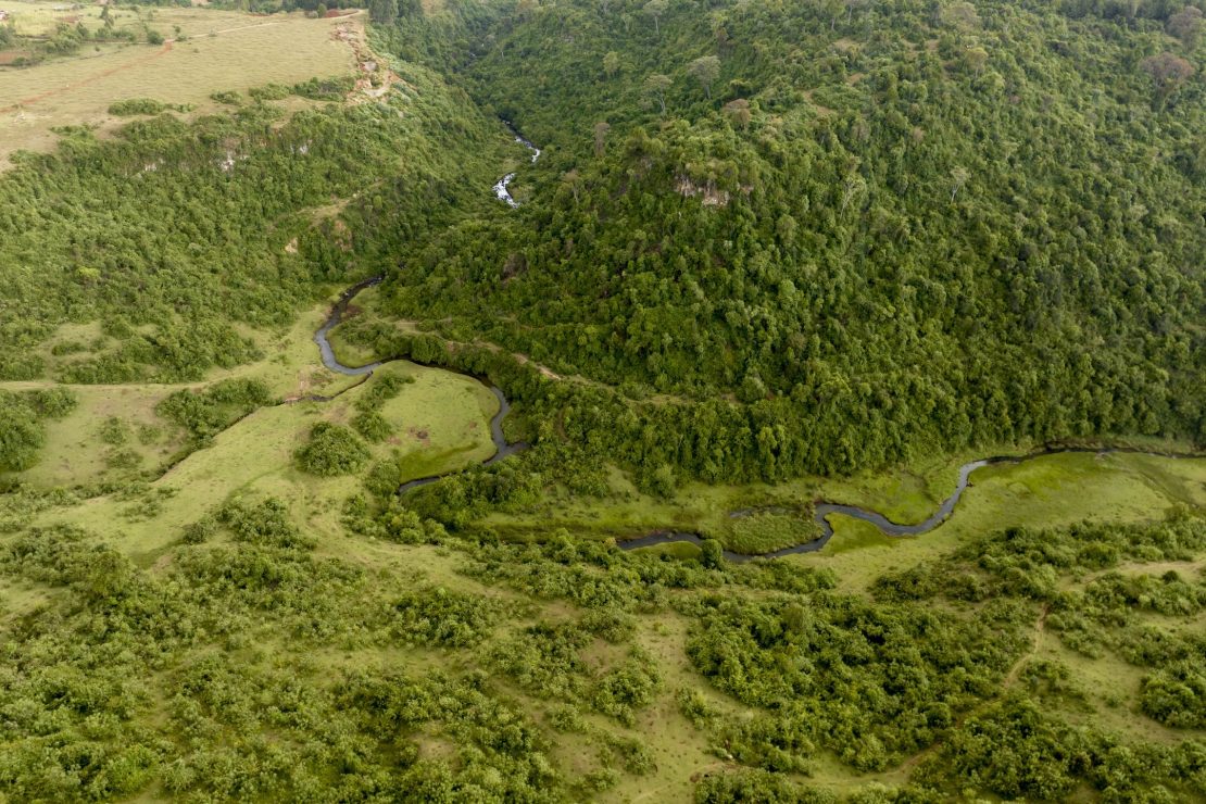 The Kaptagat forest in Kenya.