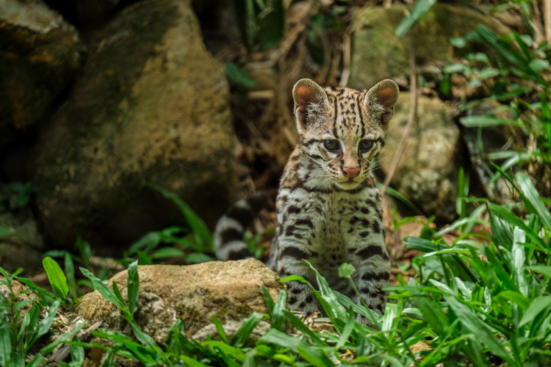 Safeguarding biodiversity in the Amazon is key to the planet’s ecological balance 