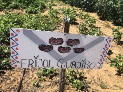 Guajiro beans in Colombia