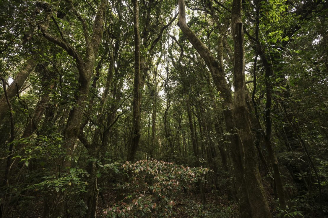 Bosque en El Salvador